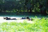 Yala National Park